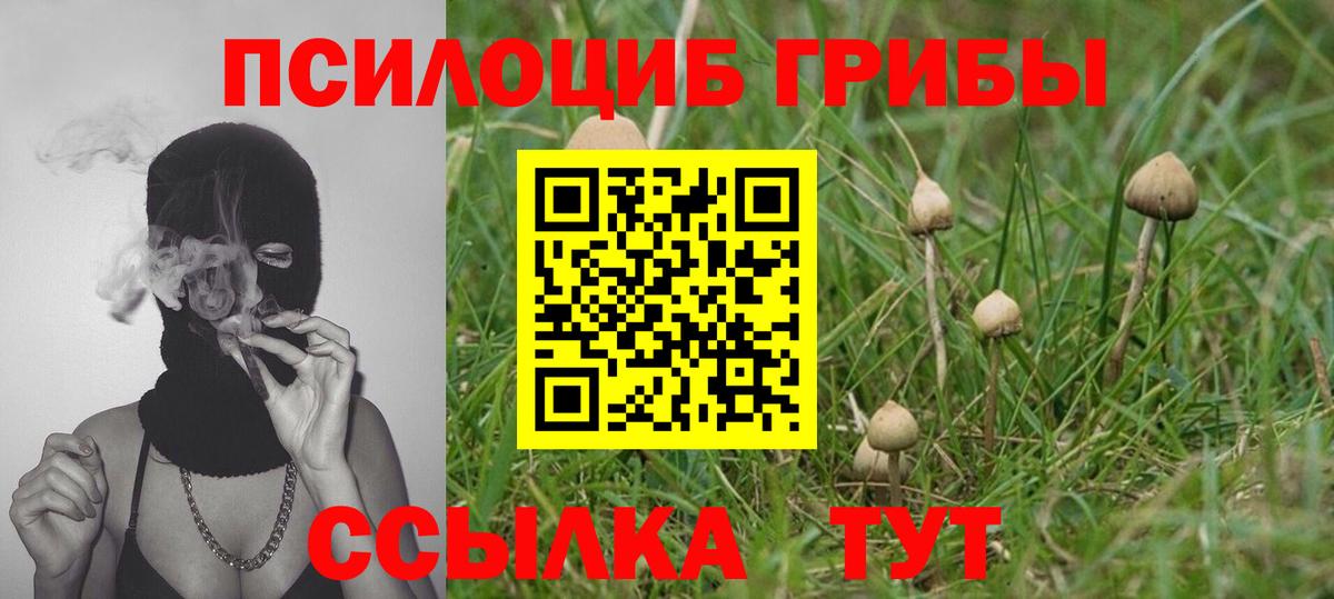 Псилоцибиновые грибы Psilocybine cubensis Советская Гавань